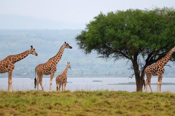 Baringo Giraffe (Giraffa camelopardalis), National Parks of Uganda
